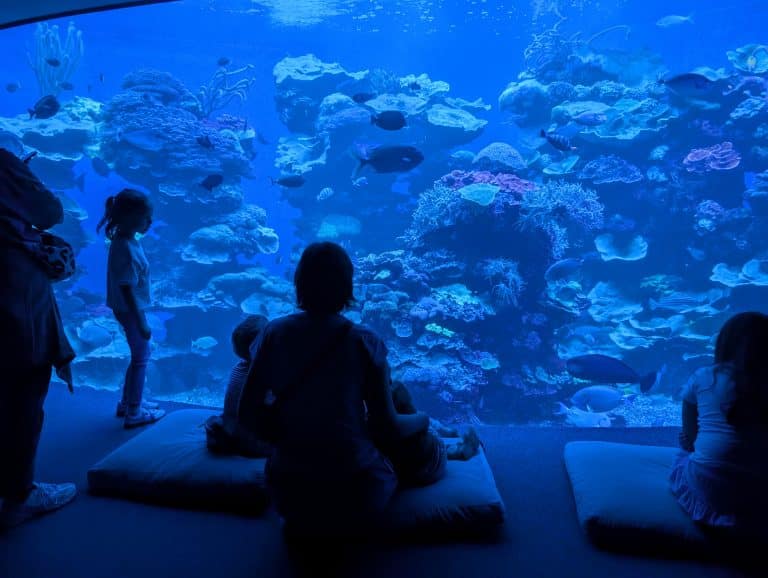 Palma Aquarium: Abtauchen an heißen Sommer- oder nassen Regentagen